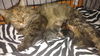 Willow - Adoption pending!