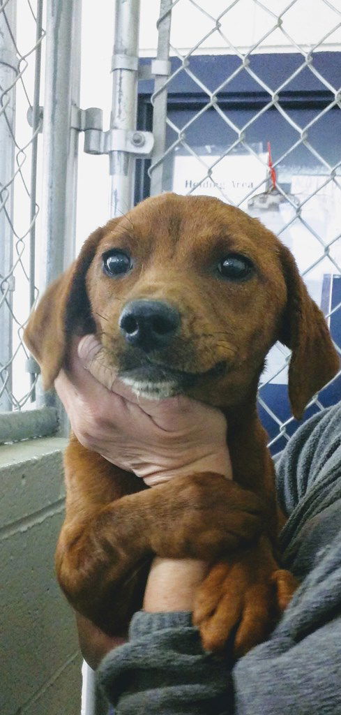 Penny - has a foster-to-adopt home!
