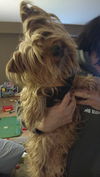 Bella (yorkie) - Adoption pending!