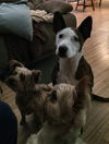 Bella (yorkie) - Adoption pending!