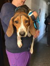 Holt - Adoption Pending!