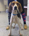 Holt - Adoption Pending!