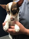 Petey - Adoption pending!