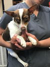 Petey - Adoption pending!