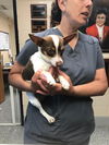 Petey - Adoption pending!