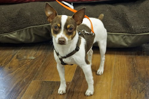 Petey - Adoption pending!