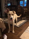 Walker - Adoption pending!