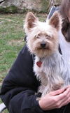 Peluche