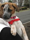 Diva (now Josie)