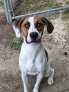 Heidi - Adoption pending!