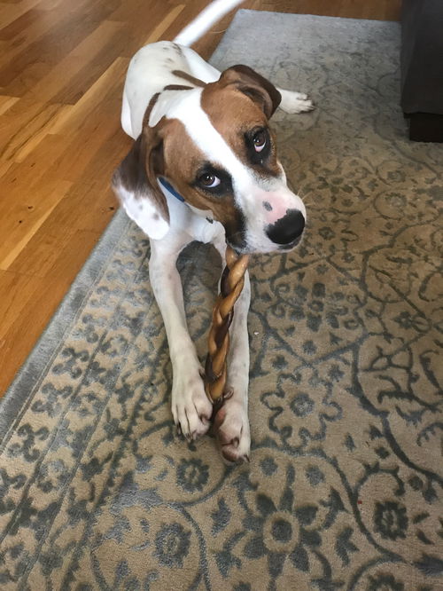 Heidi - Adoption pending!