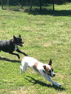 Heidi - Adoption pending!