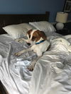 Heidi - Adoption pending!