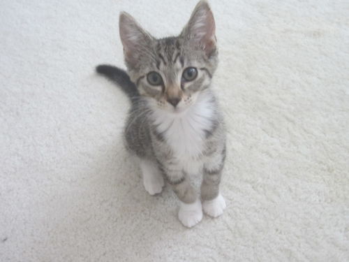 Penelope