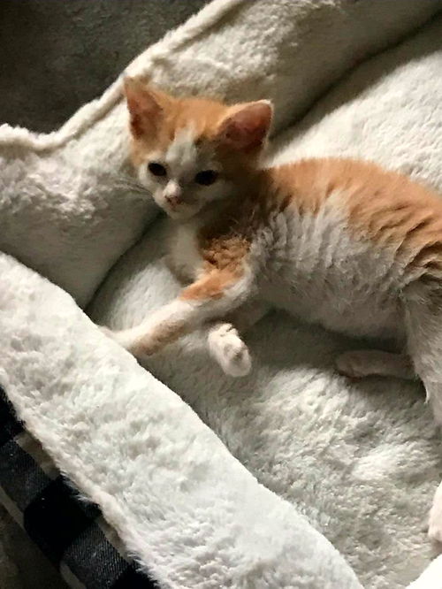 Francis - Adoption pending!