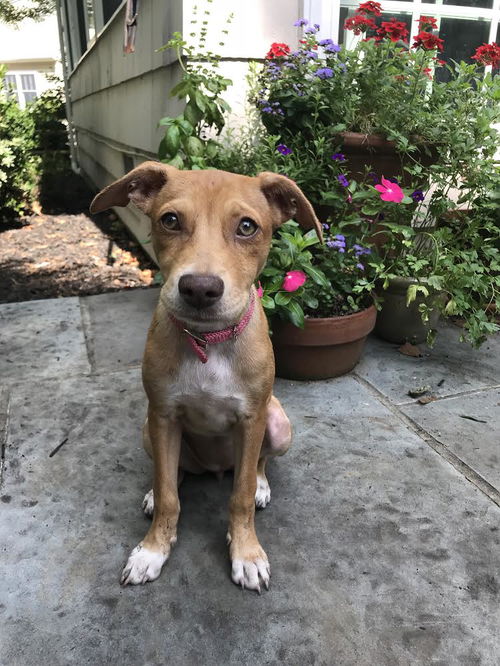 Phoebe