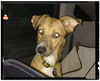 Freida - Adoption pending!!