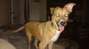 Freida - Adoption pending!!