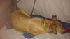 Freida - Adoption pending!!