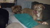 Freida - Adoption pending!!