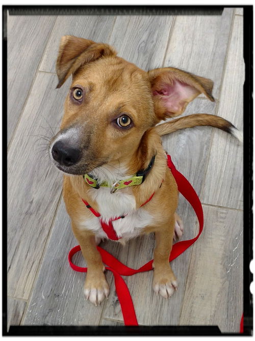 Freida - Adoption pending!!