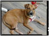Freida - Adoption pending!!