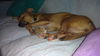 Freida - Adoption pending!!