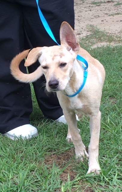 Flip Flop - Foster needed!