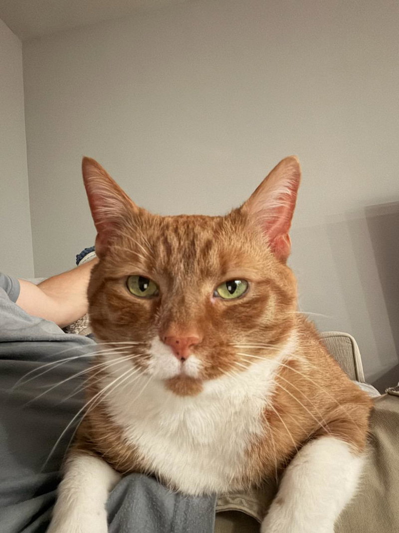 DYLAN