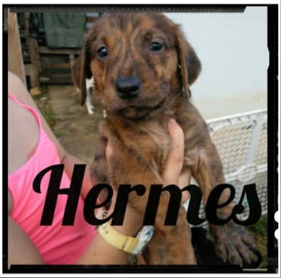 Hermes