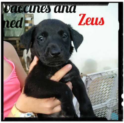 Zeus - Adoption Pending!