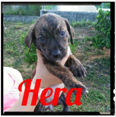Hera -Adoption Pending!