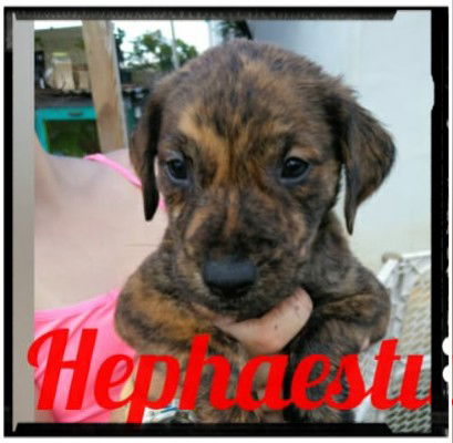 Hephaestus