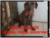 Pepper