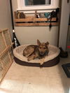 Chara - Adoption Pending!