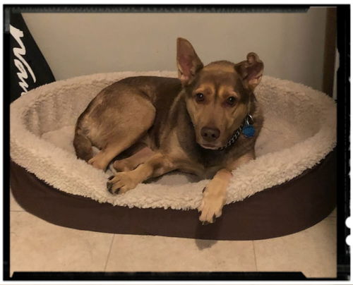 Chara - Adoption Pending!