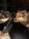 Chara - Adoption Pending!