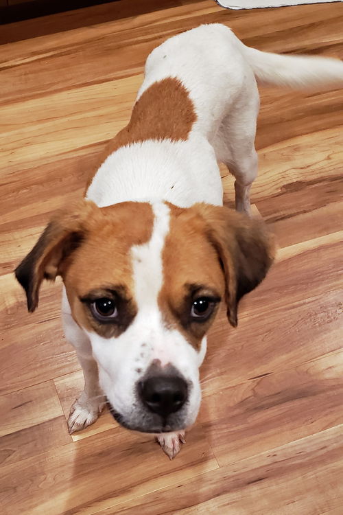 Sage - Adoption Pending!