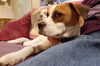 Sage - Adoption Pending!