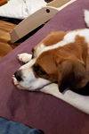 Sage - Adoption Pending!