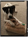 Wilson
