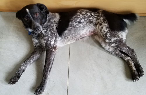 Perdita - Needs a Foster!!