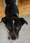 Perdita - Needs a Foster!!