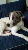 Katie - Needs a Foster!