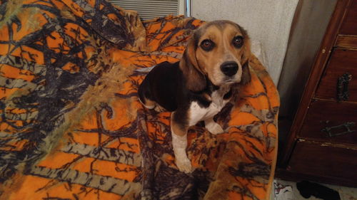 Holly - Has a foster-to-adopt home!