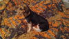 Holly - Has a foster-to-adopt home!