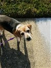 Hailey - Has a foster-to-adopt home!