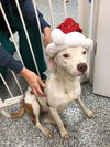 Candy Cane