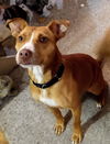 Peppermint Patti - Adoption Pending!