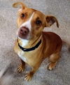 Peppermint Patti - Adoption Pending!